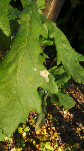 Baltadėmis Šeriuotaūsis