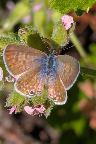 Marine Blue photo 6