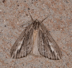 Carphoides incopriarius