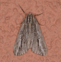 Carphoides incopriarius