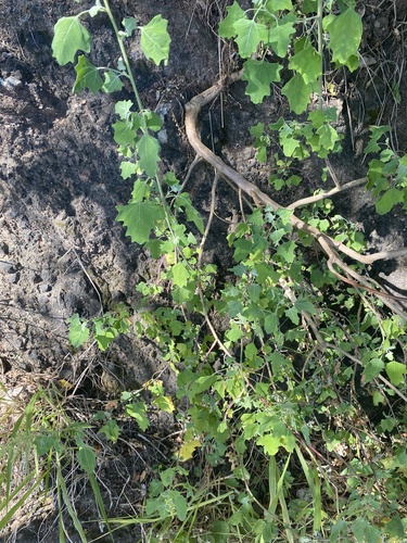 Chenopodium oahuense observed 2025-05-27
