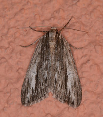 Carphoides incopriarius