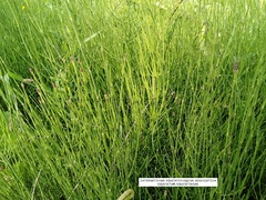 Equisetum palustre