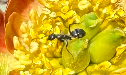 iNaturalist observation photo of Formicine Ants
