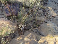 Eriogonum tenellum