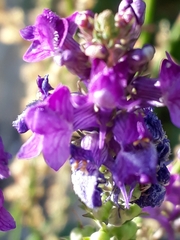 Linaria purpurea