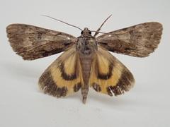 Catocala gracilis