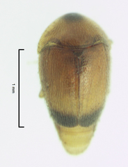 Sericoderus apicalis