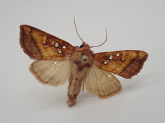 Papaipema leucostigma