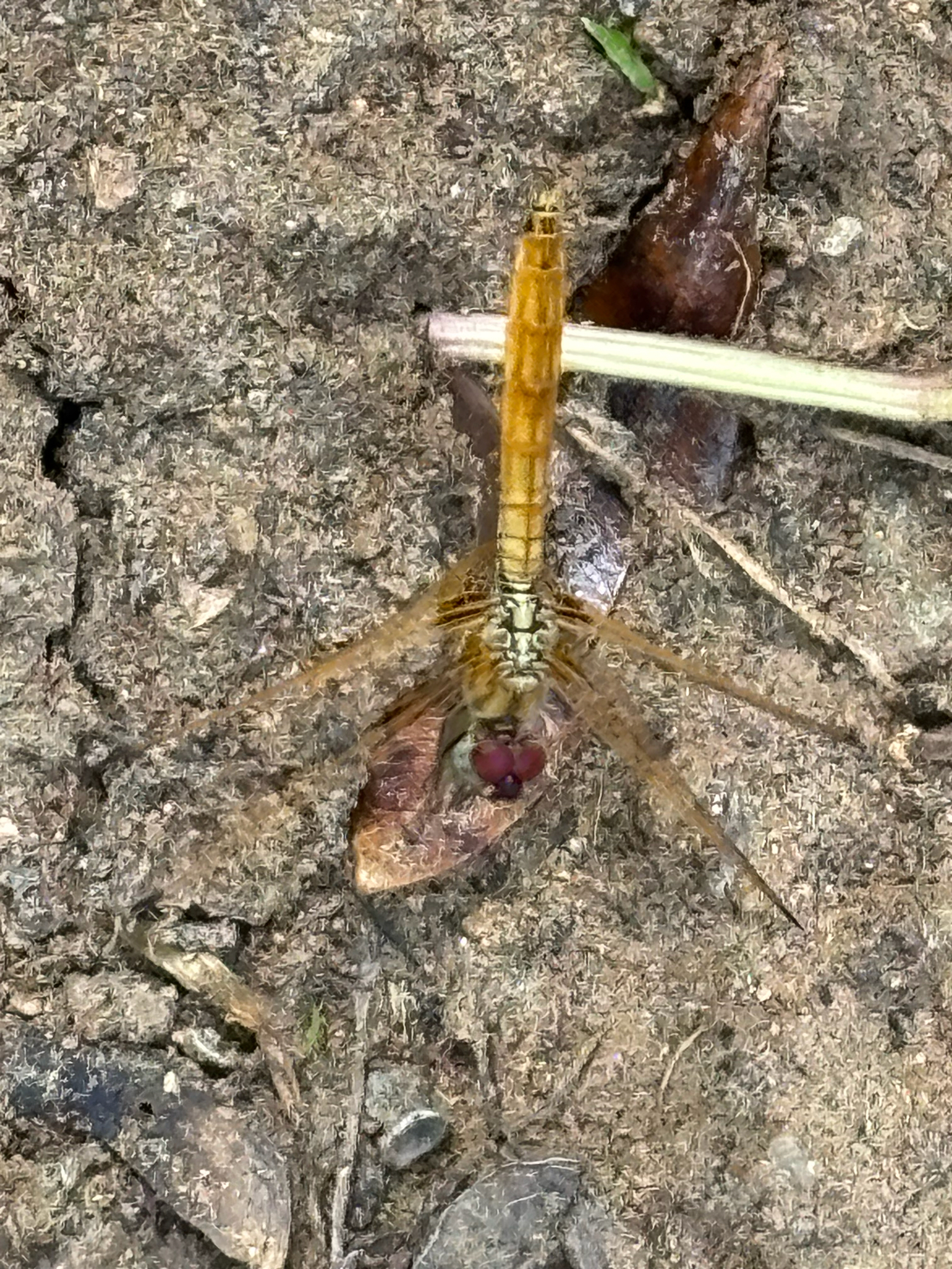 Crimson Marsh Glider