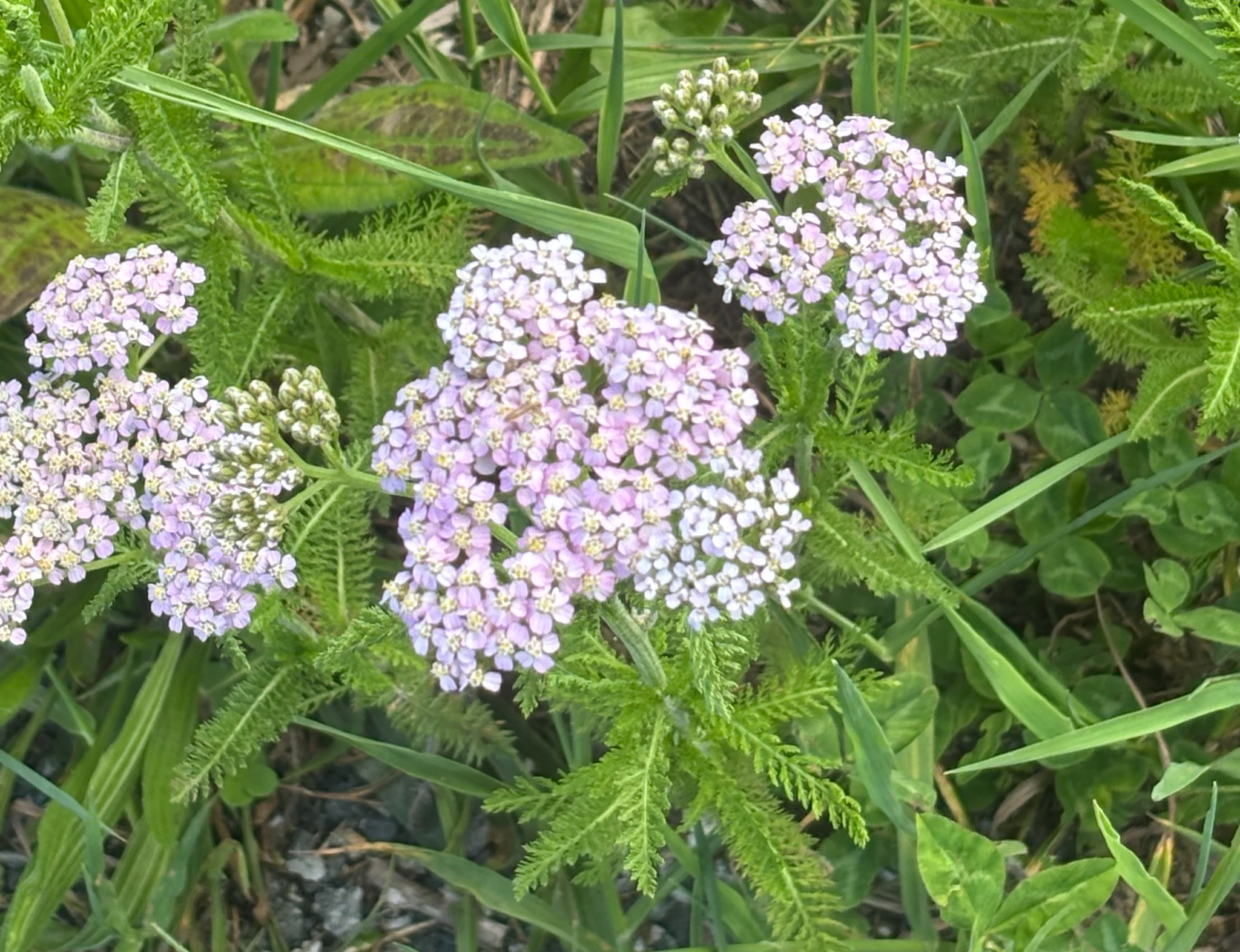 Yarrow