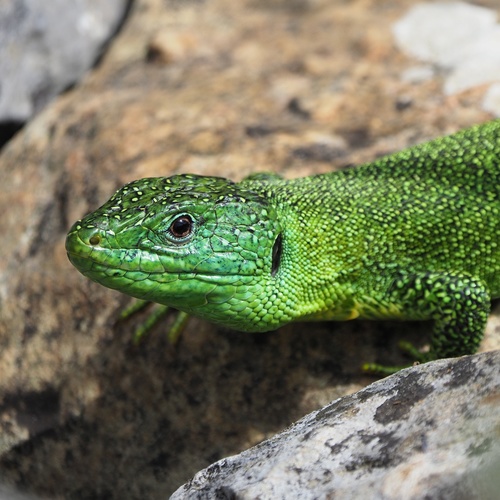 Balkan Green Lizard, photo 2 of 10