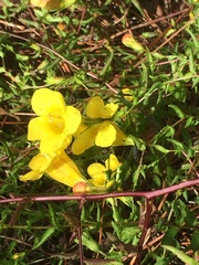 Aureolaria pedicularia