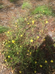 Aureolaria pedicularia