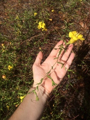 Aureolaria pedicularia