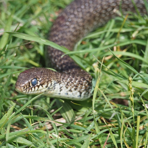 Balkan Whip Snake, photo 8 of 8