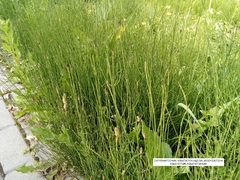 Equisetum palustre