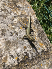 Podarcis muralis