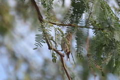 Auriparus flaviceps