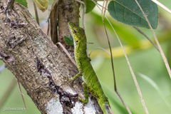 O'shaughnessy's Anole photo 2