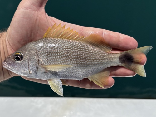 Chere-chere grunt (Haemulon steindachneri) — Haemulidae