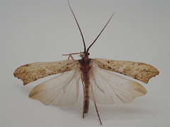 Nemotaulius hostilis