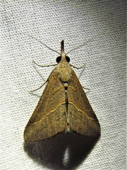 Hypena obacerralis