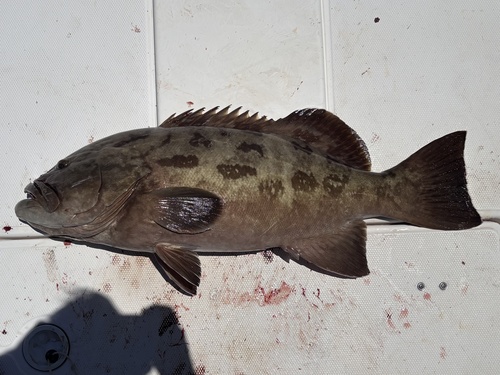 Grouper (Mycteroperca jordani) — Serranidae — 2
