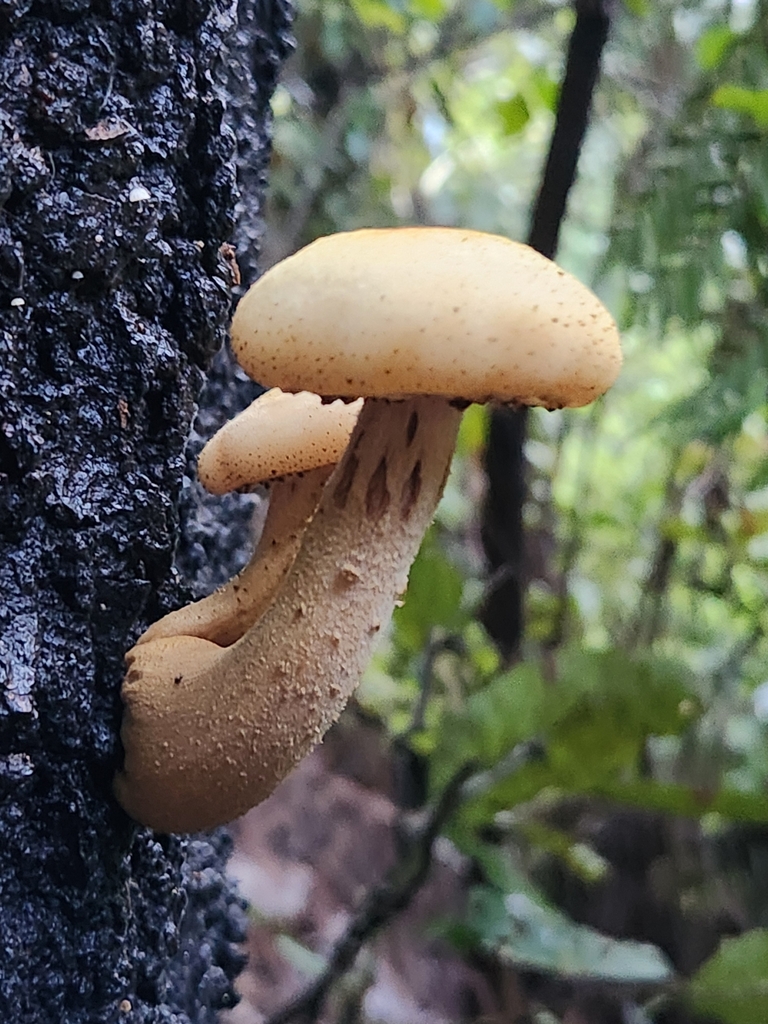 Armillaria limonea
