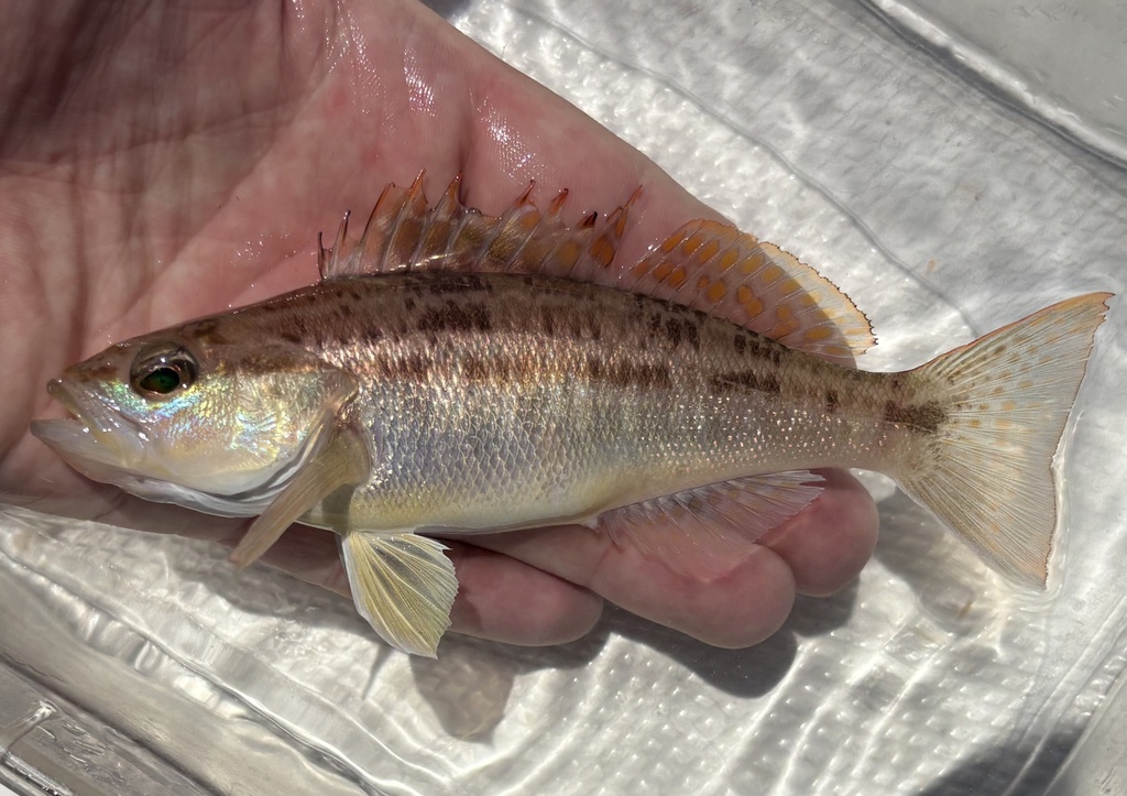 Squirrel sand perch (Diplectrum sciurus) — Serranidae