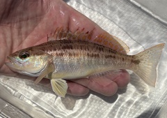 Squirrel Sand Perch photo 1