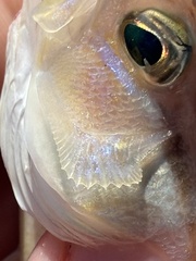 Squirrel Sand Perch photo 2