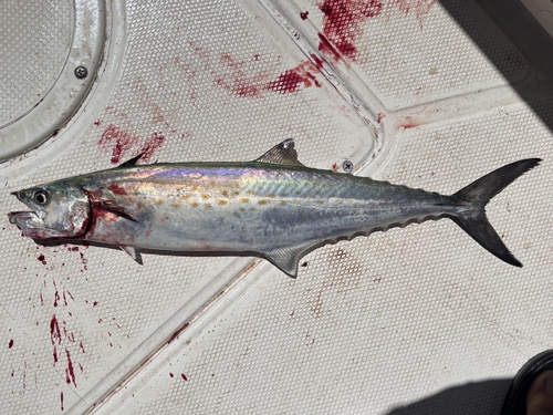 Gulf sierra (Scomberomorus concolor) — Scombridae — 3