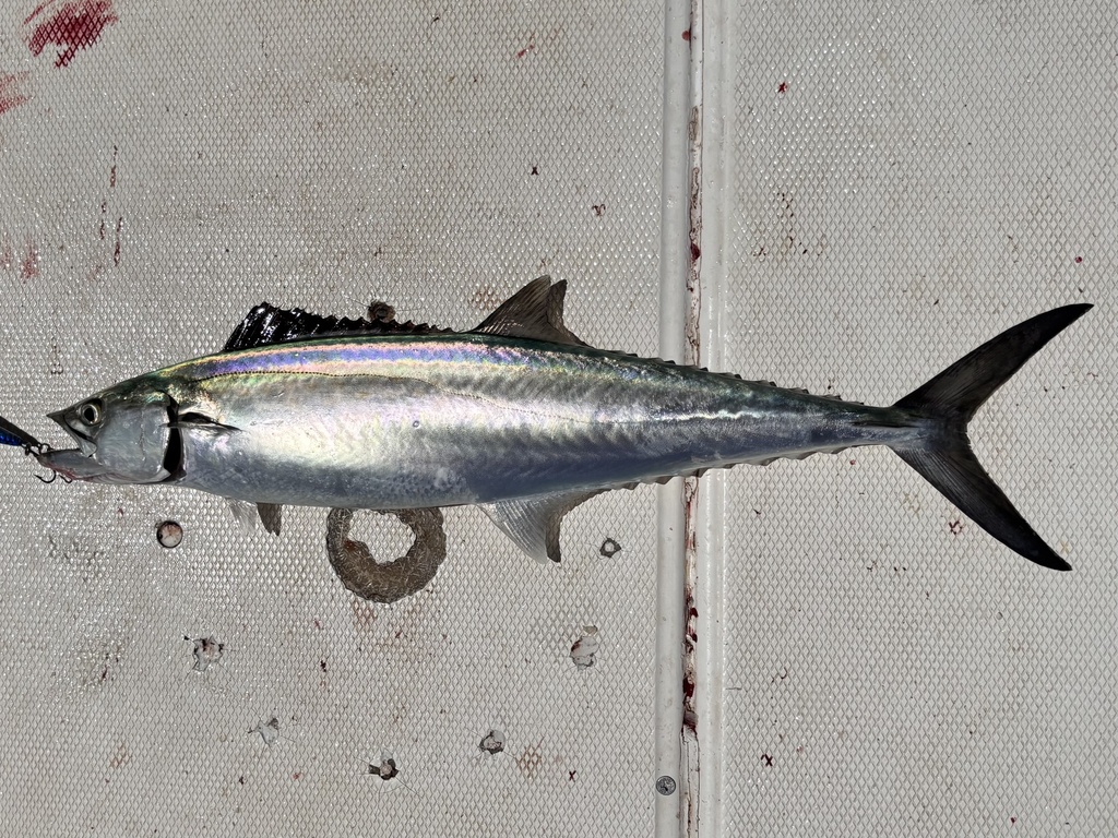 Gulf sierra (Scomberomorus concolor) — Scombridae