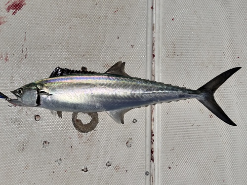 Gulf sierra (Scomberomorus concolor) — Scombridae