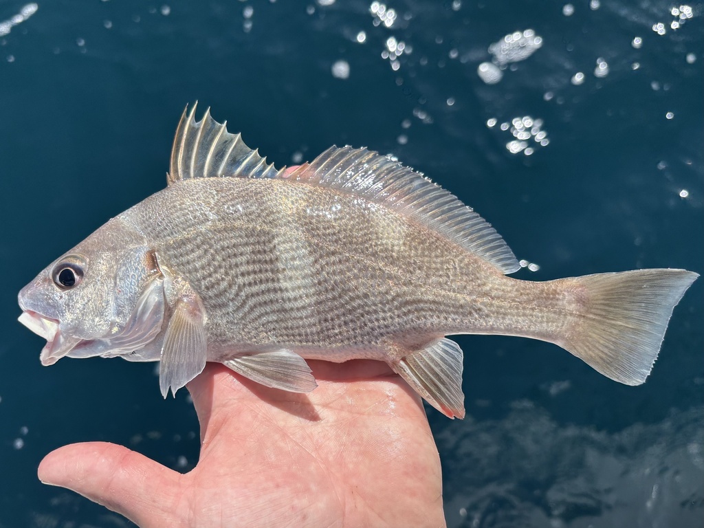 Black Croaker