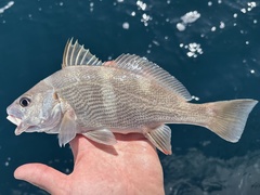 Black Croaker photo 1