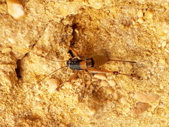 Eupholidoptera cephalonica