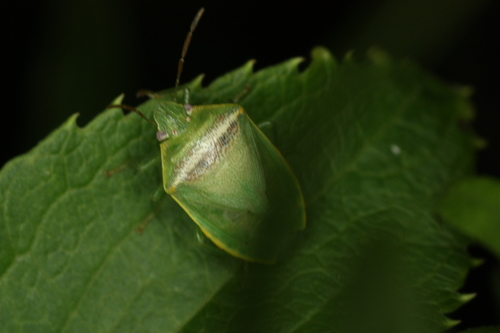 Red-banded Stink Bug photo 5