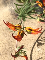 Lotus berthelotii