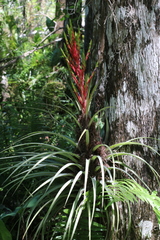 Tillandsia fasciculata