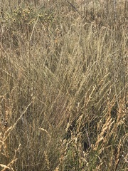 Muhlenbergia montana