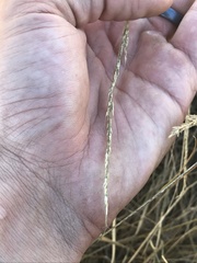 Muhlenbergia montana