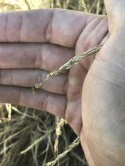 Muhlenbergia montana