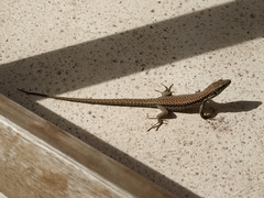 Podarcis muralis