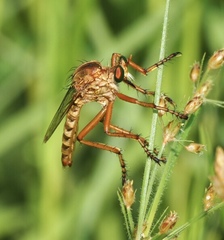 Diogmites angustipennis