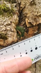 Anacamptodon splachnoides