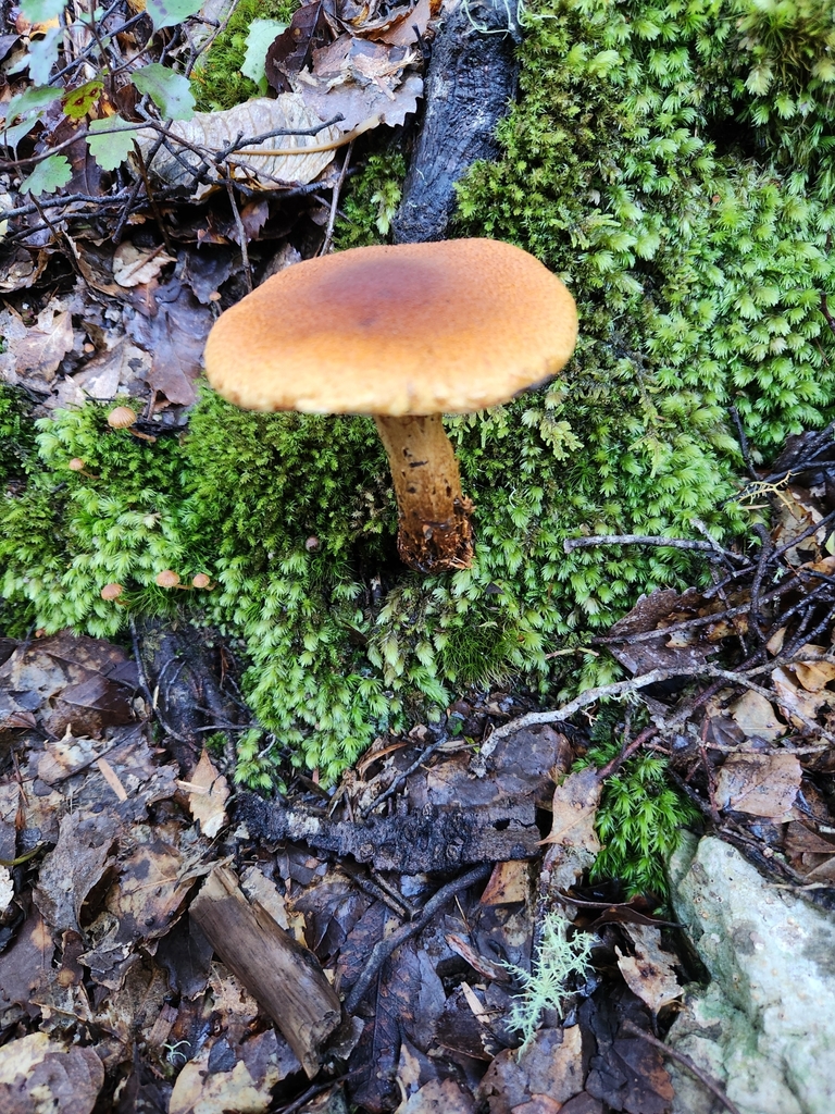 Thaxterogaster castoreus · May 2025 · photo: © chel123 (iNaturalist, cc0)