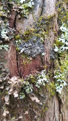 Pannaria conoplea image
