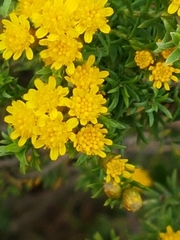 Oedera genistifolia